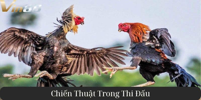 Chiến thuật cược đá gà tại Vin88