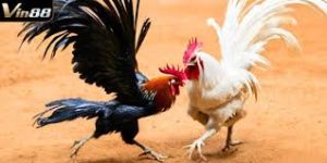 Tổng quan về đá gà ăn tiền Vin88