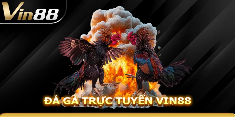 Tổng quan đá gà Vin88
